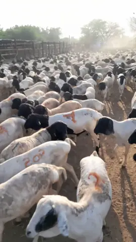 طليان برابر الضيوف الرحمان الي عداء مناسك الحج ضحياء #ذبايح لايك مزارع مكه الحديثه 