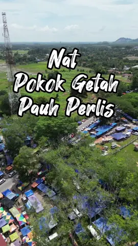Nat Pokok Getah Pauh Perlis #natpokokgetah #natpokokgetahperlis #perlis #deechannel  