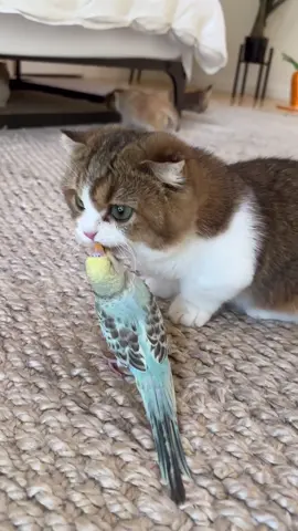 Jumbo has a new friend. His name is chicken nugget. #parrot #jumbo #munchkin #catsandbirds#pet #pets #animals #adorable #birds 