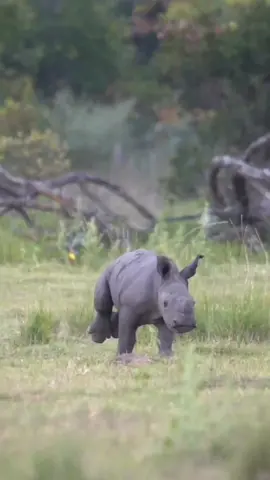 This little baby rhinos feet are massive! 😂