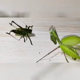 Praying mantis vs Katydid ,Katydid challenge  Mantis #insect  #insects  #mantis  #scorpion  #animal #centipede #beetle #