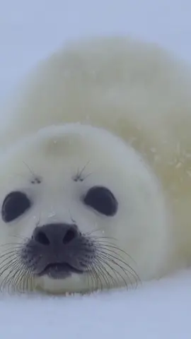 #whiteseal #cute #seals #focas #focas #viral #beauty #cute #cutecore  #leonmarino