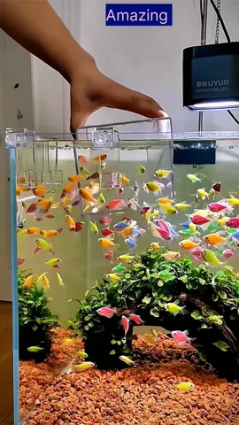 Fish video #colourfulfish #viral #tranding #foryoupage 