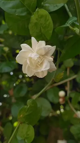 #CapCut  Somewhere in Diffun Quirino Province #sampaguita #jasmine #jasmineflower #doublepetal #petal_perfection #flower_perfection #mobilevideos #floweraddict #angies_gallery #amateurvideography #mobilephotography  #mobilephotographyph #mobileclick #lovelyflowers  credit to the rightful owner of the song and of the owner of the plant. for more #naturevibes follow me on Instagram, Facebook and TikTok @angie_love_06