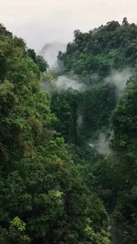 Indonesia🌲💚☁ #indonesia #fog #green #forest #birdssound #calming