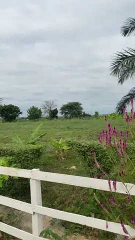 O presente é, aos olhos dos que o recebem, como pedra preciosa; para onde quer que se volte servirá de proveito. Provérbios 17:8 bom domingo #BestFriends #blessedwoman #grateful #peace #funda #angola🇦🇴 #domingo #niceviews #Lifestyle #blessedlife #deus_no_controle 