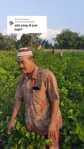 Membalas @user4576552668882 #budidayasancang #budidayabonsaisancang #budidayabonsai 