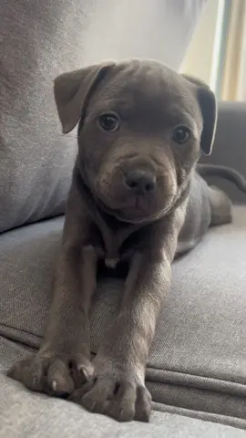 8 week old pup with an attitude 🤣🥹❤️ #puppy #staffordshirebullterrier #staffy #staffysoftiktok 