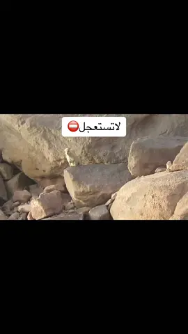 تجنبوها الايام ذي. #وبران#برّيه#صيد#جبال#موسم#صيد#