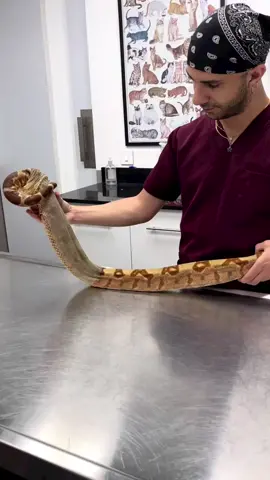 Medusa, a boa constrictor, came in for her regular checkup. Upon examination, her shed broke and started shedding. We assisted with the shedding till it was complete.  “PS: please DO NOT remove the snake’s shed unless you are a trained professional as it can harm the snake if done incorrectly and lead to further complications.” Ecdysis, or shedding of the skin, is a normal occurrence throughout the snake’s life. Young snakes will shed much more often and begin to have a longer resting period as they reach adult size. Young snakes may shed every month. Because the top layer of snake skin consists mostly of keratin, which is dead material, it is incapable of expanding during the snake’s growth process. Therefore, it needs to be shed every so often. Age, nutrition, species, reproductive status, overall health, and hormonal balance also play a role in the frequency of ecdysis. As it gets warmer, snakes will become more active to sunbathe and hunt and their sighting becomes more frequent. Fear is a common reaction from humans and often ends with the snake being the victim of ignorance and fear. Snakes are an integral part of a healthy, thriving ecosystem. They play the role of predator (feed on small preys and help in pest control) and prey (feed for some birds of prey and certain mammals). Snakes will never attack humans unless triggered, so when you see a snake just walk away and the snake will definitely crawl in the opposite direction. #snakes #boaconstrictor #petsnakes 