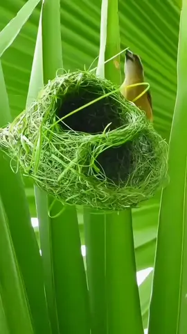 Subhan Allah #creativebird #amazing #artist #mashaallah #awesome #allahisthebest #amazingworld #foryou #latest #viralvideo 