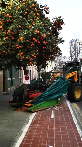 Thu hoạch trái cây... #nongnghiep #tientien 