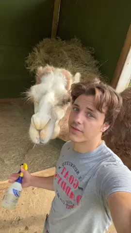 Such a big baby 🙄 #fyp #camel #babygoats #viral
