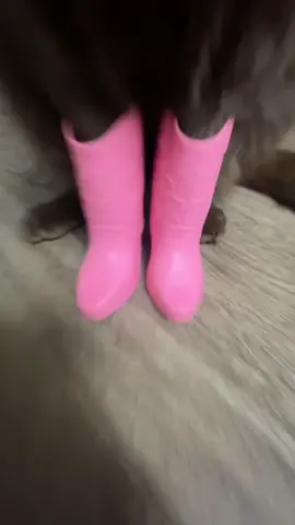 boom boom boom boom ! 🤠  #browncat#cats#gato#catsoftiktok#kitten#boots#cocothebrowncat#boomboomboomboom#cat#chocolatecats#cutecats#gatostiktok 