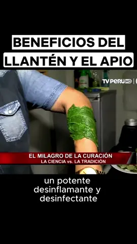 Beneficios del Llantén y el Apio - milagrosas plantas medicinales  #plantasmedicinales #plantasmedicinalesycurativas #plantasmedicinales🌿🍃🌱 #medicinanatural #bienestarysalud #plantascurativas