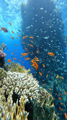 Magic trick with antfisf 😄😄 . . @PADI @GoPro @EgyptExplore @gopro_world_official @GoPro World 🌍  . . #freediving #photography #photography #marsaalam #egypt #sea #diving #snorkeling #sun #sun #fish #happy #boat 
