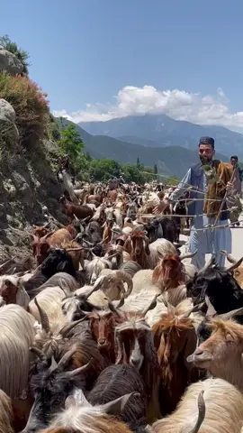 #amazon #amazon #@Rafiullah Zakhail #@TikTok #@Osmanaم The FBA Guy 💵 #@ZR_RAAZ #@Mr_ best🇵🇰❤️🇦🇫 #@Sami Ullah Official #amazon #amazon 