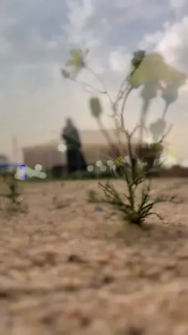 #سالم_العقاب #بعدسة_سالم_العقاب #اكسبلور_سالم_العقاب #ريلز_سالم_العقاب #لمن_تهدي_هذا_البيت🤍 #قهوة_سالم #لشاعرها 