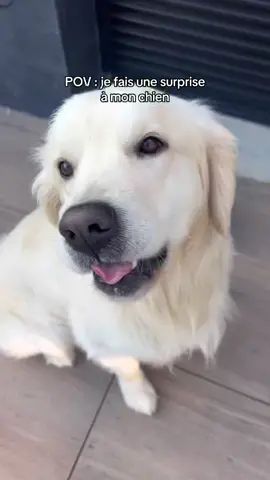 qui fait partie de la team Volt 🤣 ?#goldenretriever #foryou #pourtoi #fyp 