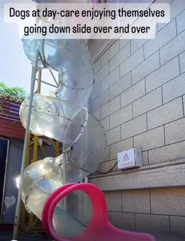 They all wait for eachother 🥹😍 #doggydaycare #doggyslide #socute #dogsoftiktok #😂 #viral #share #fyp 