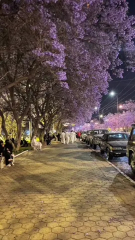 تذكرك الشيله بشي ؟ ): 📮🚶🏻‍♂️   #fyp #اكسبلور #عبدالله_ال_فروان #fypシ 