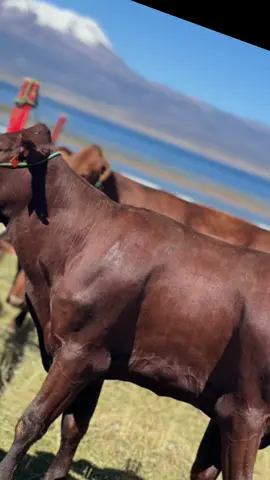 I EXPO SUR TARCO AYACUCHO  Feria Agropecuaria en el sur de Parinacochas 🏔️🤠 #feria #parinacochas #ganaderia #feria #surayacucho #ganado #vacas #nevadosarasara #pullo