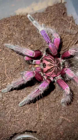 Mature Male Pamphobeteus #pamphobeteus #maturemaletarantula #spidersoftiktok #tarantulabreeder #spidersoftiktok #spidersoftheworld #tarantulasoftheworld #bigspider #bigspider #foryoupage #spider #natureathome #purplespider #colourfulspider 