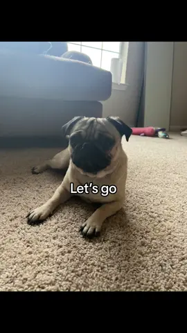 Lets go! #pug #pugsoftiktok #dog #dogsoftiktok #puppy #puppiesoftiktok #fyp #foryou #viral #pet #pets 