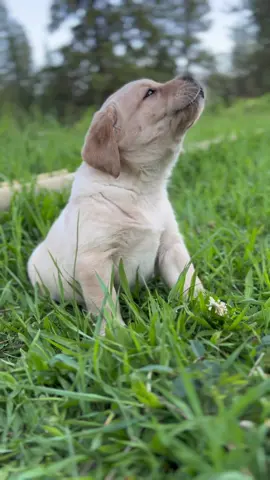 Joy telling us that she loves Montana 💛 #bartonlabradors #bartonlabs #englishlab #englishlabpuppy #fyp #howlingpuppy #talkingpuppy #puppyhowl #puppytalks #talkingpuppies 