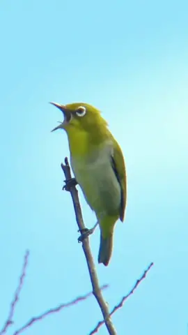 Gacoan Pleci Di Alam . . . #pleman #plecigacor #burungkecil 