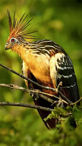 canto del Hoatzin #ave #naturaleza 