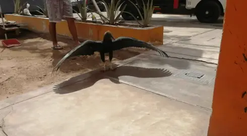 #Gallinazo