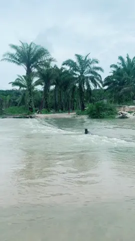 Detik detik truck menyebrang sungai #truck #mobiltruk #fypシ 