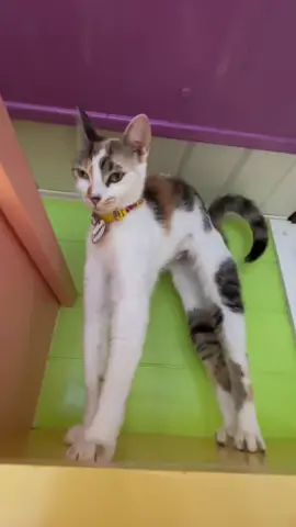 Excuse me… good night! #catcafe #kitten #goodnight 