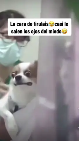 #firulais la cara de firulais lo dice todo😂🤣 #perros #dogsoftiktok #dog #😂 #🤣 #foryou #fypシ  #firulais🐕🐕 #videosgraciosos #miedoalavacuna #animalesgraciosos🐾 #animalestiktok #animalesgraciosos 