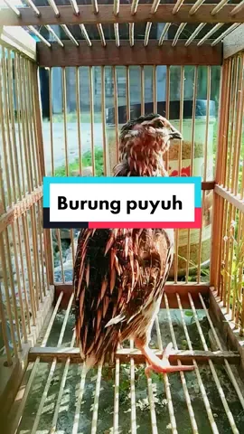 burung puyuh  #CapCut #burungpuyuh #burungpuyuhgacor #burung #puyuh #tiktok #alam #burunggacor #tiktokburung #nature #birds #nature #animalbirds #birdsounds 
