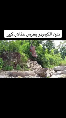 #tiktok #tik #tiktokart #حيوانات #افتراس 