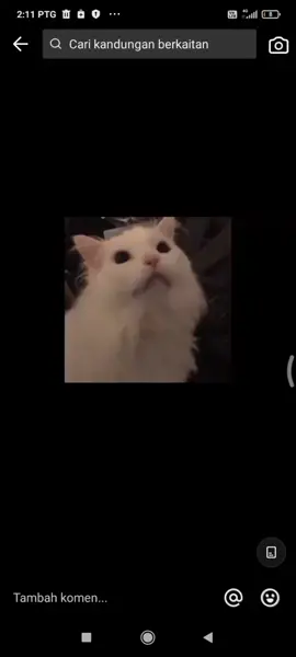 #cat#yametekudasai#ahhhh#yamete_cat#ahh kimochi