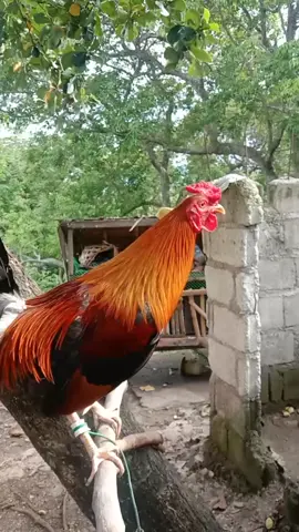acegamecock #acegamecocknegros #sabongislife🐓 goldenboysweater