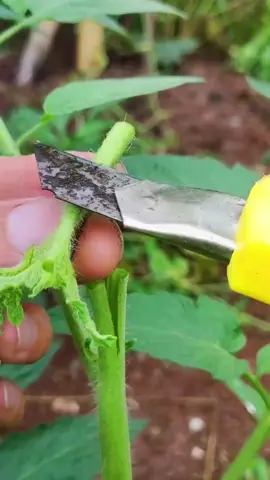 tomato 🍅 grafting #plantgrafting #graftingplant #graftingtechniques #grafting 