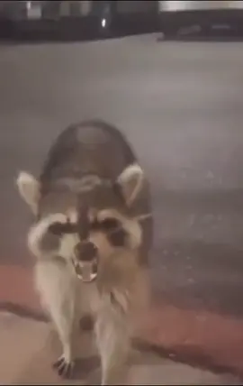 🗣️He bout to sneeze🦝 #raccoonsoftiktok #raccoon #raccoons #raccoonlife #meme #memes #cuteraccoon #cute #wholesome #babyraccoon #fyp #fürdich #foryou #2023 #fypシ #trending #viral 