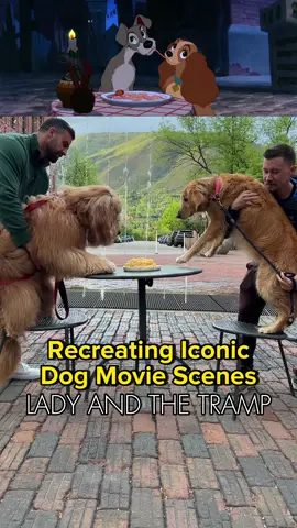 Exactly how we planned it. 🐻🍝🐶 #ladyandthetramp #disney #goldendoodle #goldenretriever #funnydog 