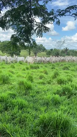 Esturro da onça. 🐆