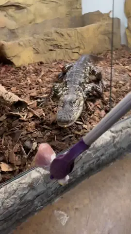 Davey came rushing out for his meal!😳😅🙌🏻 he is one quick american alligator!🐊 #alligator #american #reptile #animal #instinct #wow #tiktok #shorts #video #awesome #teeth #davey #hunter 