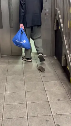 Ignorance is bliss #subwaycreatures #fyp #foryoupage #iloveny #nyc #subway #rat 