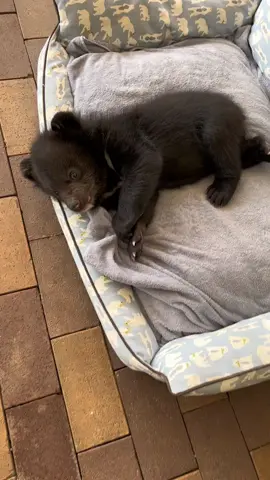 #babybear #cute #animals #fyp #foryou 