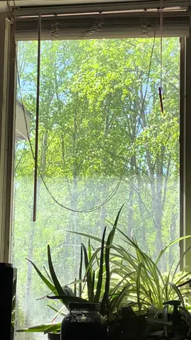 I got bored and found this pretty, so 2min video I guess.  #view #green #trees #cotton #outside #windowview #calm #scenery #flyingcotton #beautiful 