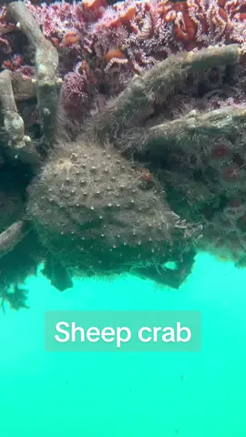 One of my coolest finds yet 🤓 #sheepcrab #spidercrab #dockfouling #dockdiving #seaslug #nudibranch #marinebiology #marinebio #fyp #foryou 
