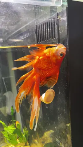 came home from work today to find my baby boy carl looking like this, yall think hes gonna be okay? #goldfish #idiot? #whyismyfishfloating 