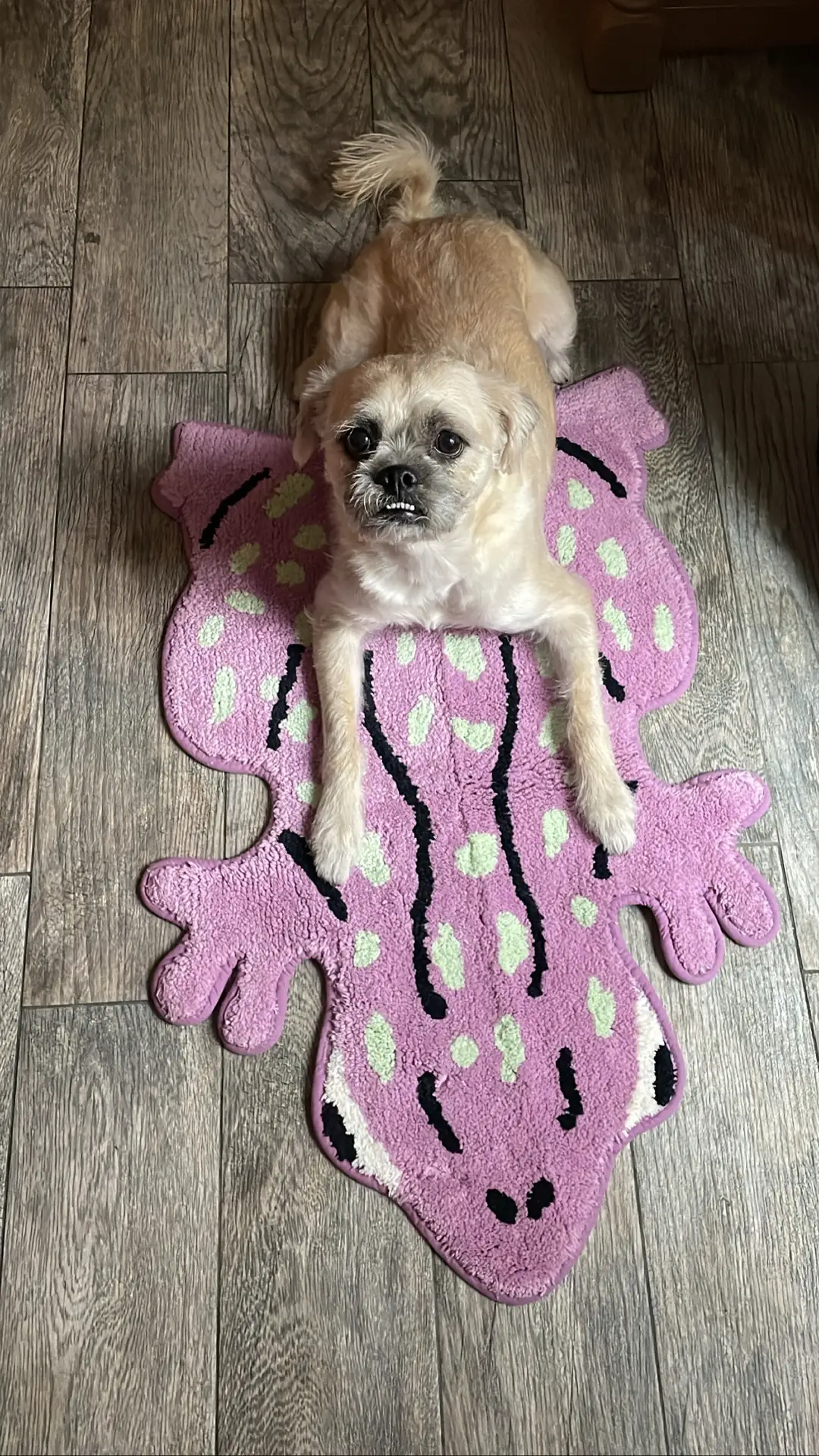 Please sponser mochi… he loves @Urban Outfitters rugs 🥹🫶 #urbanoutfitters #urbanoutfittershaul #uo 